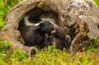 Minnesota-Pine County Striped skunk mother with kit Art Print